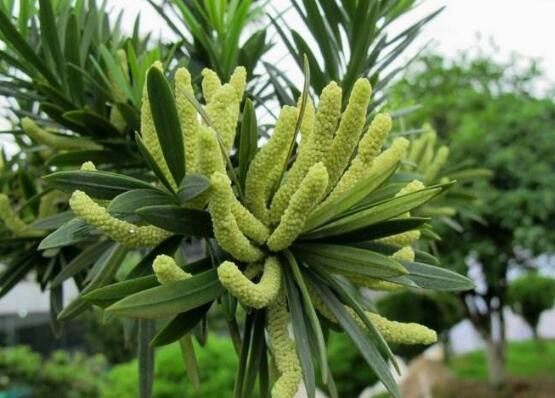 羅漢松會開花嗎，羅漢松開花三年一開