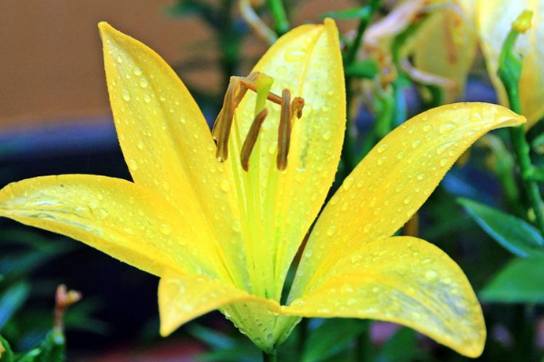 百合種植方法和時(shí)間