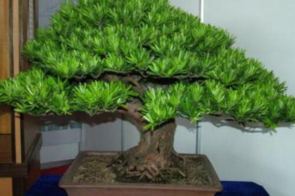 羅漢松扦插時(shí)間和方法