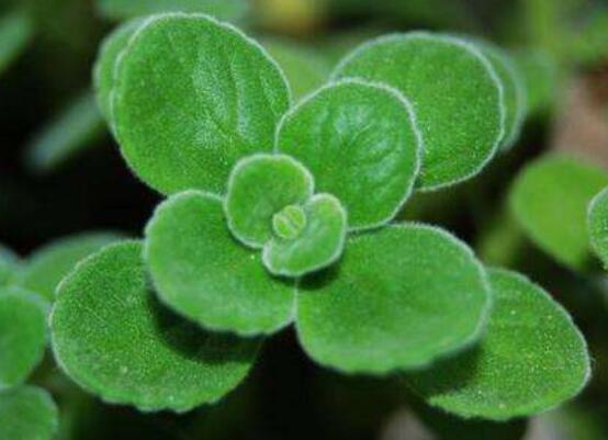 碰碰香的功效與作用，凈化空氣、消炎消腫，制作香精