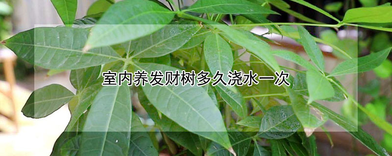室內(nèi)養(yǎng)發(fā)財(cái)樹多久澆水一次