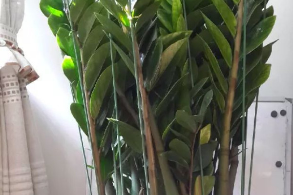 金錢樹(shù)夏天可以靠窗放嗎