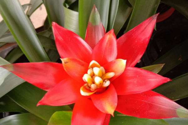 鴻運(yùn)當(dāng)頭可以插活嗎