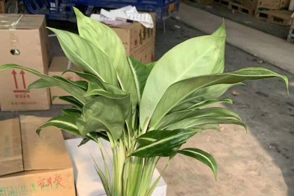 滴水觀音怎樣養(yǎng)護才能綠油油