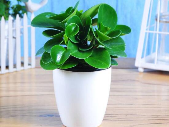 碧玉有毒嗎，碧玉可以放臥室嗎(無毒能凈化空氣)