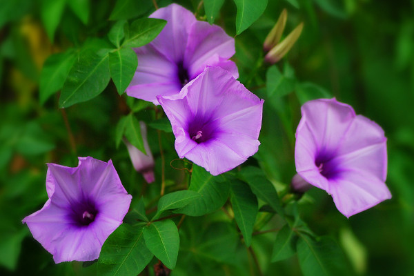 牽?；ㄇ锾炜梢栽谑覂?nèi)種嗎