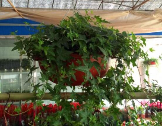 怎樣讓常春藤長得快，教你六個要點生長枝繁葉茂