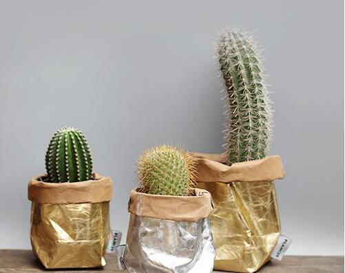 仙人球適合放在哪里，適合放在門窗口當時不是放在東方