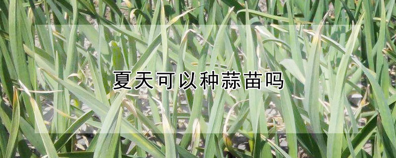 夏天可以種蒜苗嗎
