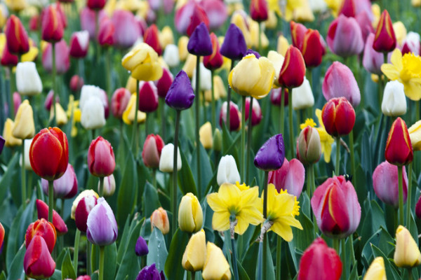 郁金香怎么繁殖可以變多