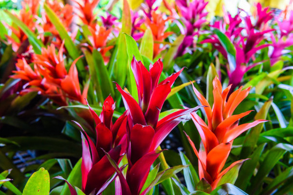 鴻運當頭花為什么總有干葉