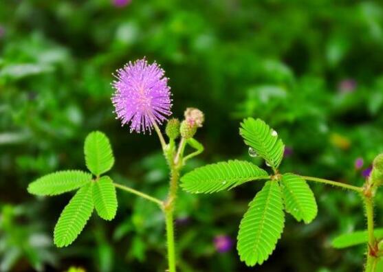 養(yǎng)含羞草對(duì)人體有害嗎，含有輕微的毒性/無(wú)害(放心養(yǎng)殖)