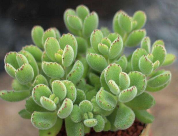 熊童子的種類，綠熊、白熊、黃熊三大種類