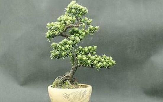 羅漢松的繁殖方法，羅漢松五大繁殖方法