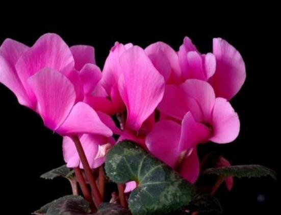 仙客來花期需施什么肥，做好薄肥少施原則(磷鉀肥為主)