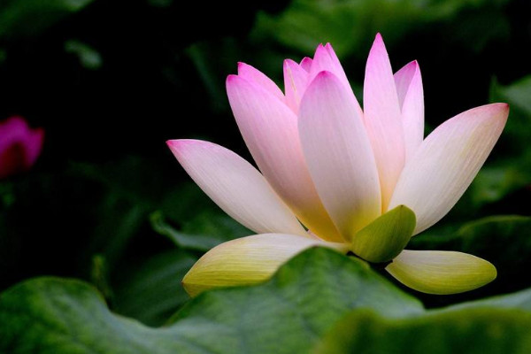 荷花和蓮花有什么區(qū)別