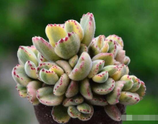 熊童子怎么養(yǎng)開花，做好五個要點花開爆盆