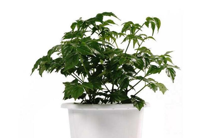 幸福樹的養(yǎng)護(hù)，栽種土壤和水份的施加都要注意