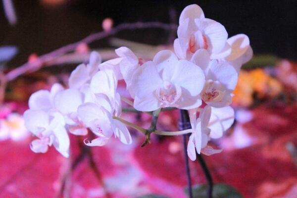 盆栽桃花如何修剪，4步即可完成桃花的修剪