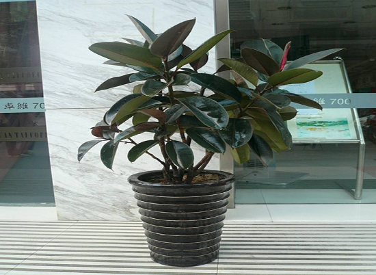 橡皮樹放在哪里旺風水，盤點四個最佳位置(客廳/書房/陽臺/玄關(guān))