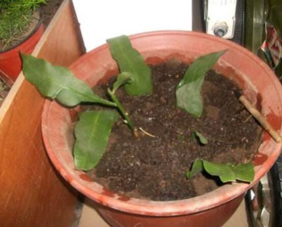 曇花扦插方法圖解，擇兩年生20-30厘米插蕙、扦插土壤深度1/3