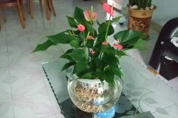 紅掌葉子不紅什么原因，以下5個原因都會導(dǎo)致紅掌不紅