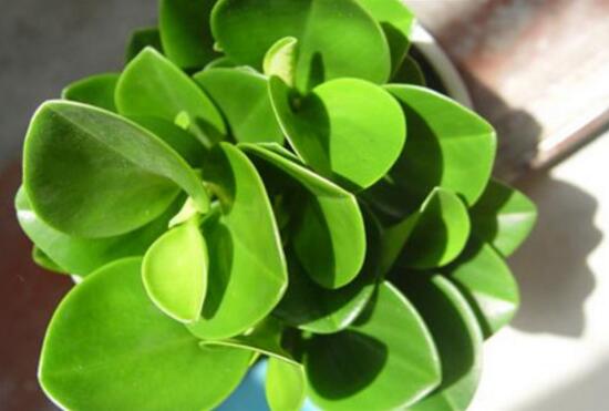 碧玉葉子發(fā)黃怎么辦，教你五步讓它重新恢復(fù)生機(jī)