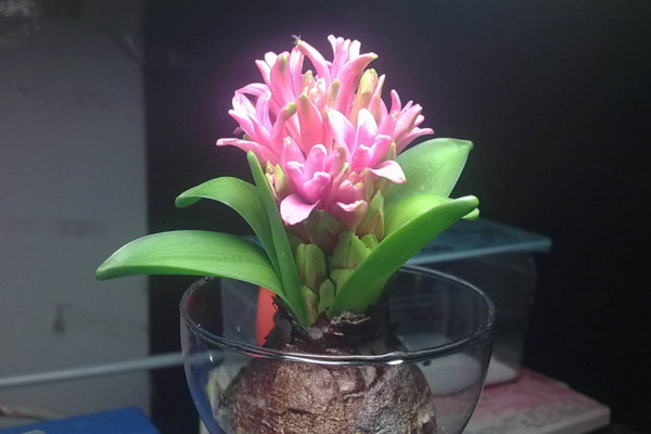 水培風信子有毒嗎，有毒要避免接觸皮膚