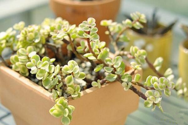 雅樂之舞扦插季節(jié)，春秋兩季繁殖成活率最高