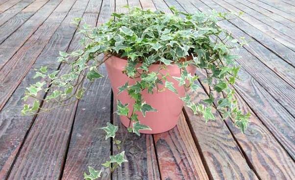 常春藤常見(jiàn)病害及防治，炭疽病和介殼蟲(chóng)的治療方法