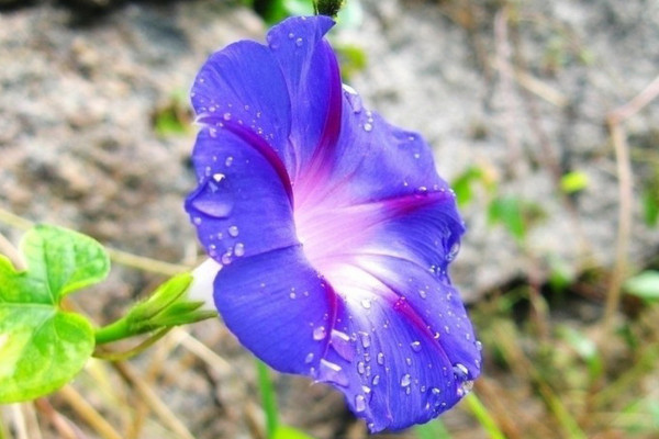 牽?；ê谏N子有毒嗎