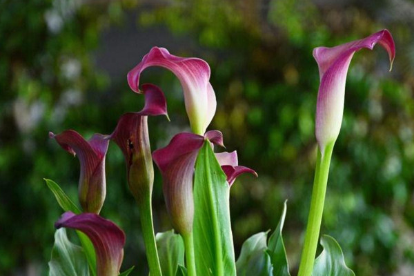 馬蹄蓮開花后怎么處理，花后1~2周進(jìn)行修剪