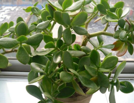 玉樹可以放在室內(nèi)嗎，小心碰觸導(dǎo)致瘙癢、腫痛(有毒)