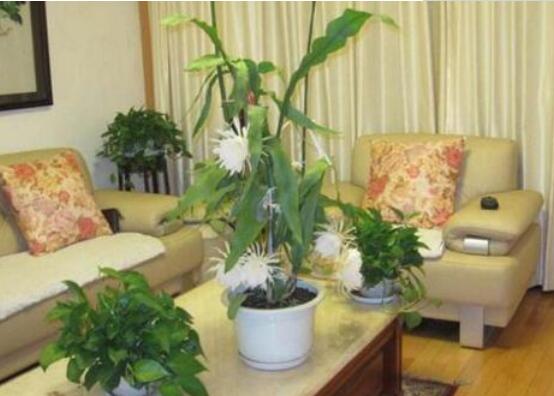 曇花怎么修剪，以輕剪與中剪為主(忌重剪)