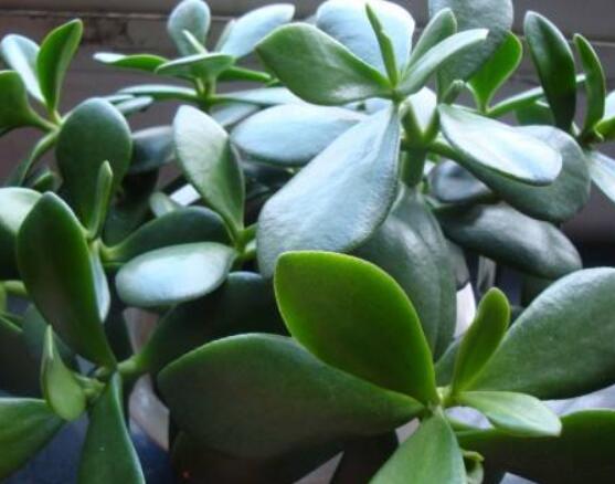 玉樹(shù)和燕子掌的區(qū)別，教你兩種最簡(jiǎn)單區(qū)別方法(屬性/形態(tài))