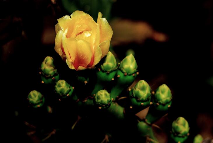 仙人掌幾年開次花，養(yǎng)護恰當?shù)脑捒梢悦磕觊_花