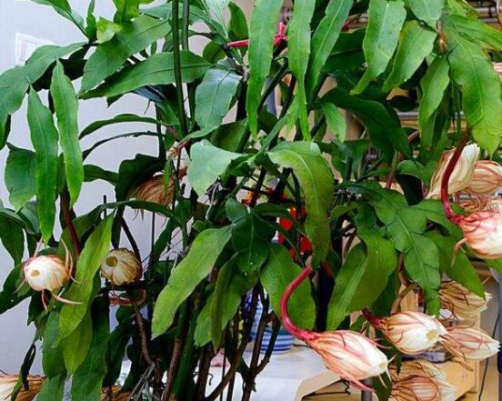 曇花的繁殖方法，盤點最常見的三種繁殖方法(扦插/播種/嫁接)