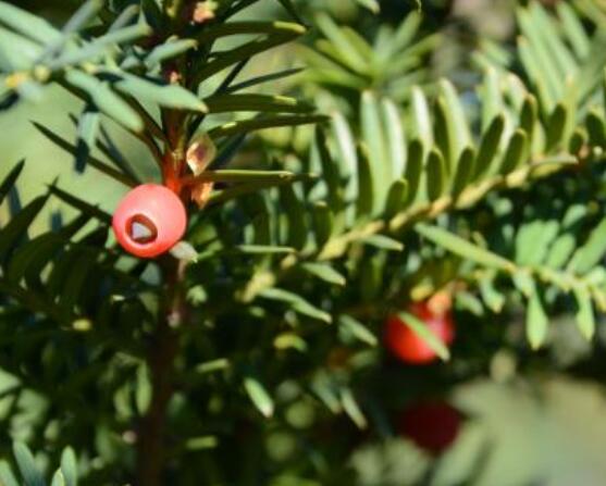 紅豆杉適合擺放在哪里，盤(pán)點(diǎn)風(fēng)水最好的五個(gè)位置