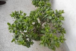 燕子掌可以凈化空氣嗎，凈化效果非常明顯