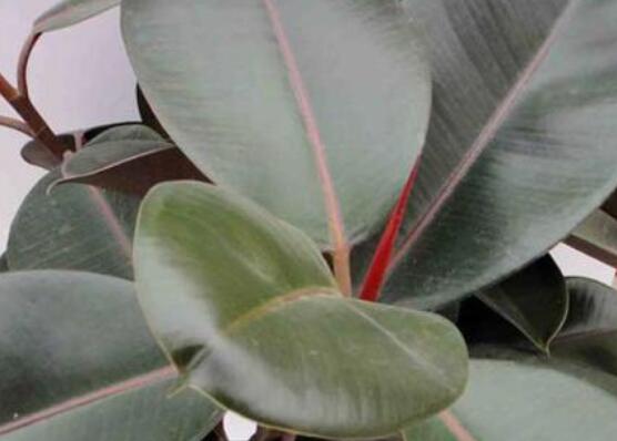 橡皮樹多高怎么去頭，擇理想的高度（生長(zhǎng)出芽點(diǎn)）