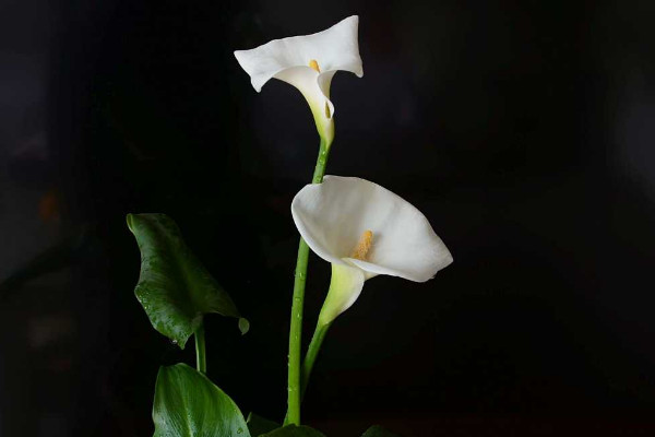 馬蹄蓮花怎么養(yǎng)，使用肥沃疏松養(yǎng)分足的粘壤土栽培