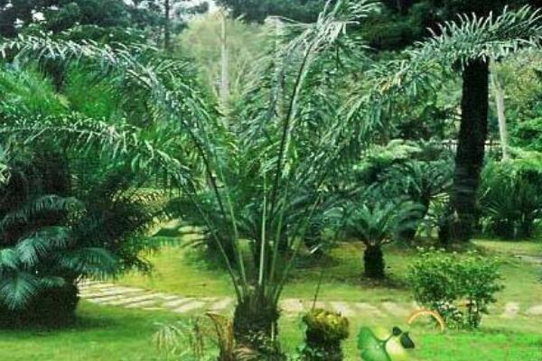 蘇鐵葉子發(fā)黃的原因以及解決方法，多是以下五種原因