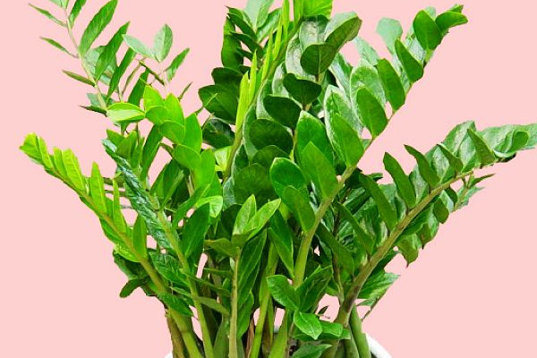 搖錢(qián)樹(shù)葉子發(fā)黃脫落怎樣挽救