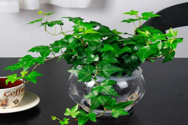 水培的常春藤怎么養(yǎng)生根快，常春藤水培生根秘訣
