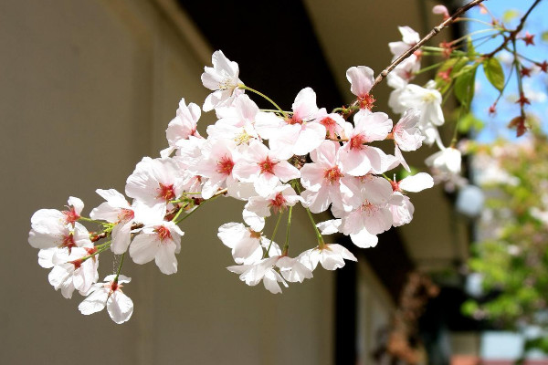 櫻花適合在哪里種植，溫帶或亞熱帶地區(qū)氣候最適宜