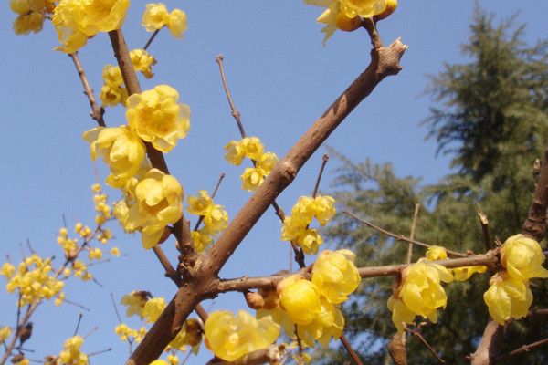 梅花夏天長(zhǎng)葉嗎