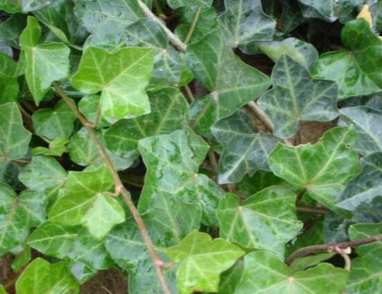 常春藤干枯了還會(huì)活嗎，干枯后存活四種解決辦法