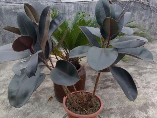 橡皮樹多高怎么去頭，擇理想的高度（生長(zhǎng)出芽點(diǎn)）