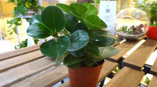 青葉碧玉怎么養(yǎng)，掌握八大核心保證你家的碧玉爆盆綠油油
