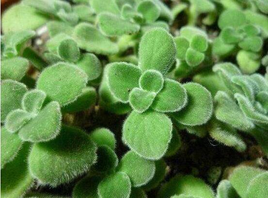 碰碰香扦插方法，教你六點步驟扦插爆盆